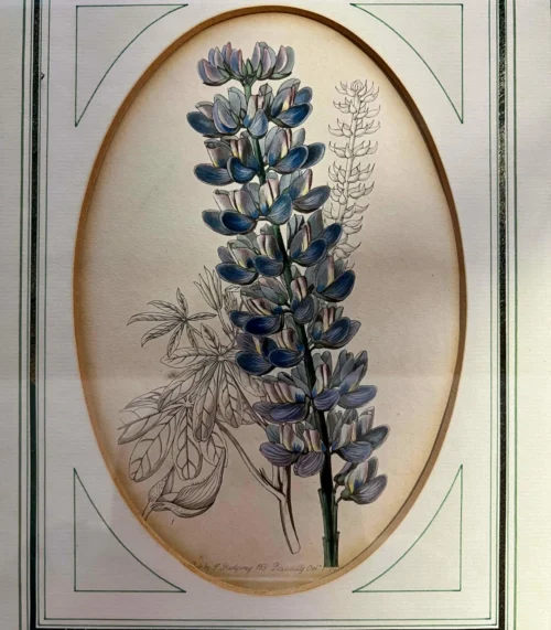 Original Lithographie von Sydenham Edwards - 1830