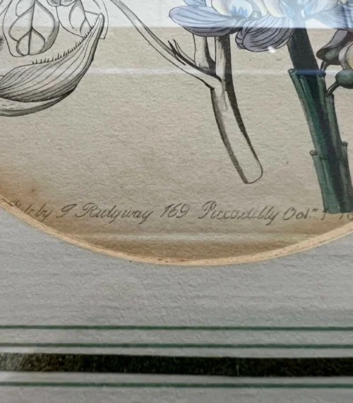 Original Lithographie von Sydenham Edwards - 1830