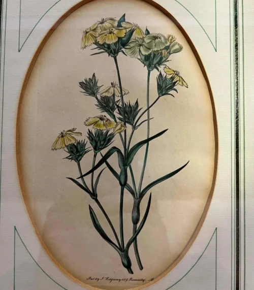 Original Lithographie / Kupferstich von Sydenham Edwards - 1839