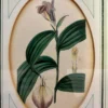Original Lithographie / Kupferstich von Sydenham Edwards - Orchidee aus 1841