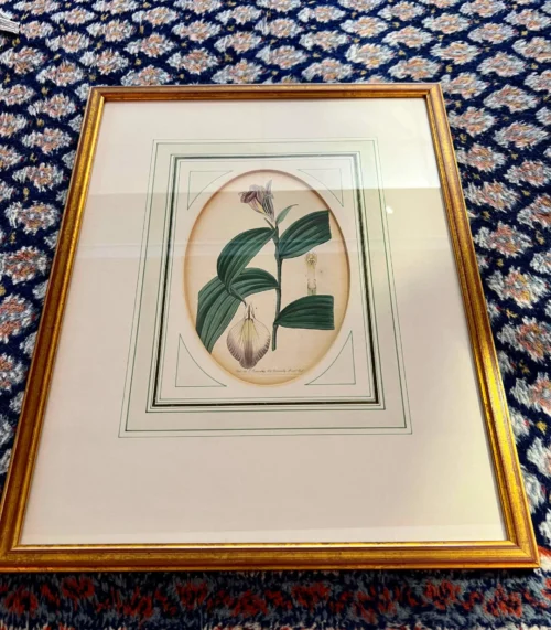 Original Lithographie / Kupferstich von Sydenham Edwards - Orchidee aus 1841