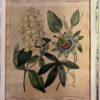 Original Lithographie / Kupferstich von Sydenham Edwards - Blaue Passionsblume aus 1806