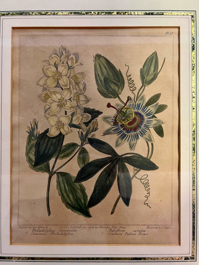 Original Lithographie / Kupferstich von Sydenham Edwards - Blaue Passionsblume aus 1806