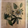 Original Lithographie / Kupferstich von Sydenham Edwards - Blaue Passionsblume aus 1806