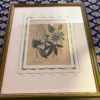 Original Lithographie / Kupferstich von Sydenham Edwards - Blaue Passionsblume aus 1806