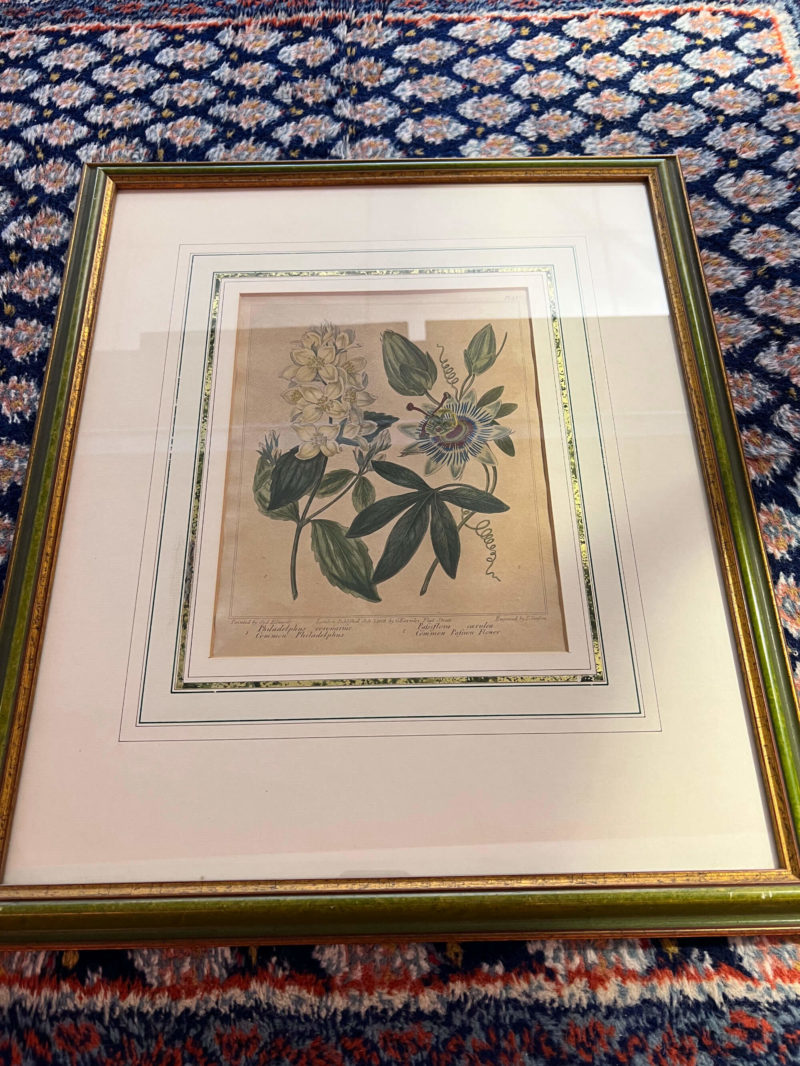 Original Lithographie / Kupferstich von Sydenham Edwards - Blaue Passionsblume aus 1806