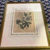Original Lithographie / Kupferstich von Sydenham Edwards - Blaue Passionsblume aus 1806