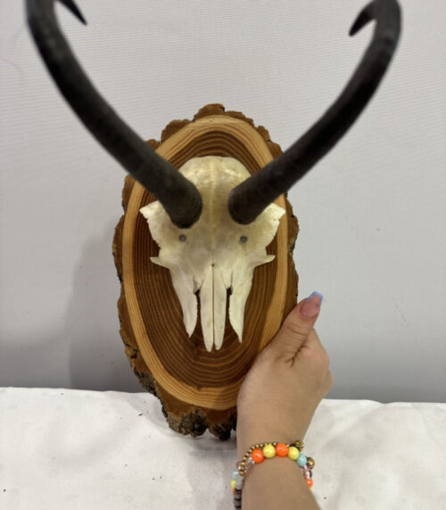 Gams Hörner auf einem Holzbrett