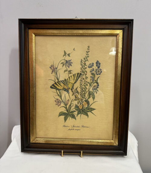 Antike Lithographie „Podalirio“ im Holzrahmen mit Goldleiste