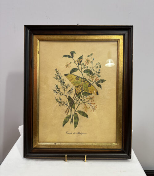 Antike Lithographie „Cometa del Madagascar“ im Holzrahmen mit Goldleiste