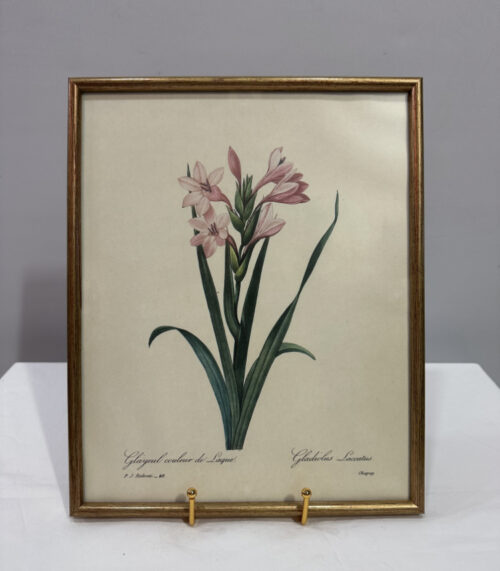 Pierre-Joseph Redouté – „Gladiolus Laccatus“, botanischer Kunstdruck im Goldrahmen