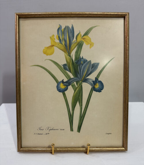 Pierre-Joseph Redouté – "Iris Xiphium", botanischer Kunstdruck im Goldrahmen