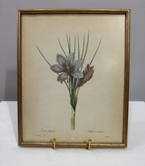 Pierre-Joseph Redouté – "Crocus sativus (Safran)", botanischer Kunstdruck im Goldrahmen