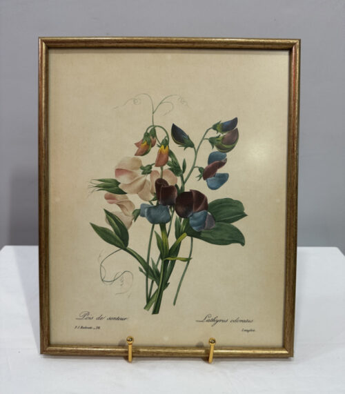 Pierre-Joseph Redouté – "Lathyrus odoratus (Duftende Platterbse)", botanischer Kunstdruck im Goldrahmen