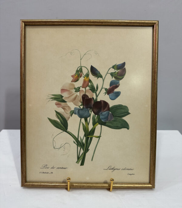 Pierre-Joseph Redouté – "Lathyrus odoratus (Duftende Platterbse)", botanischer Kunstdruck im Goldrahmen