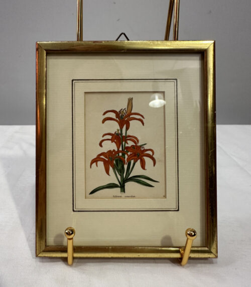 Antiker Stahlstich „Lilium concolor“ von B. Maund, London (1825)