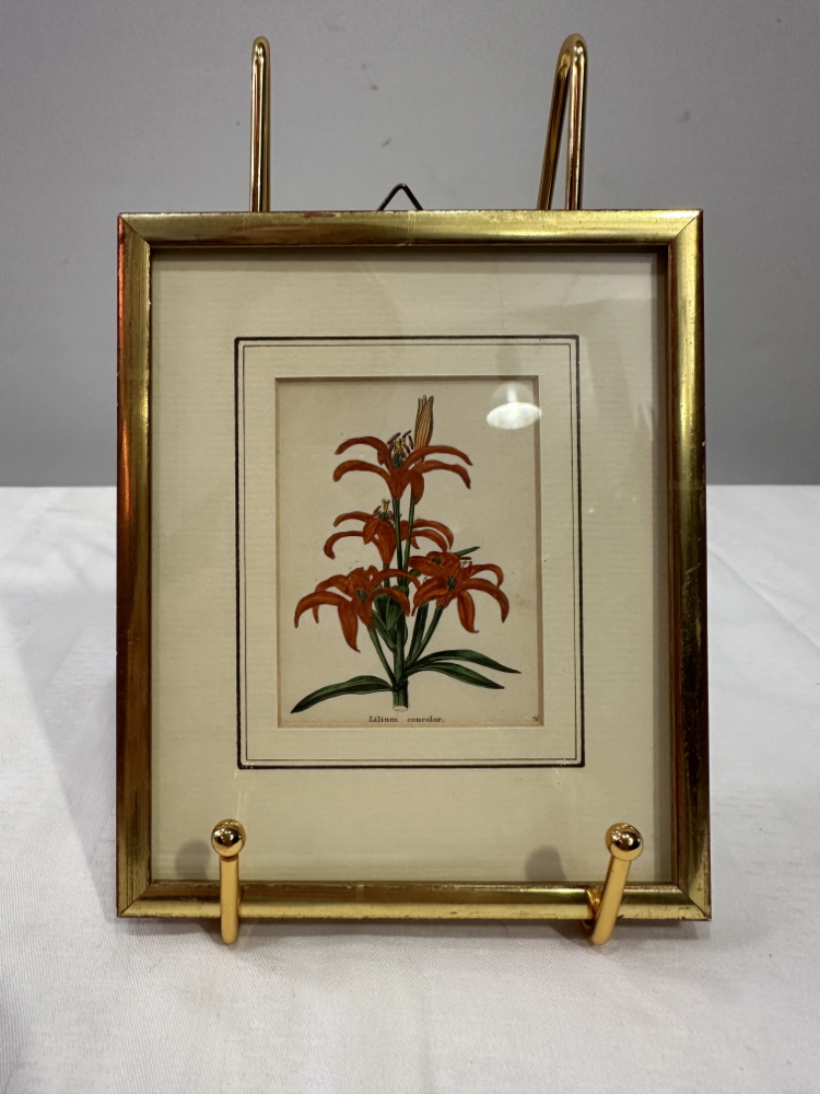 Antiker Stahlstich „Lilium concolor“ von B. Maund, London (1825)