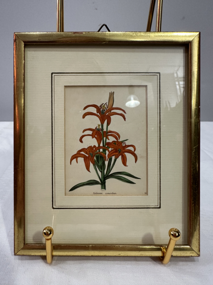 Antiker Stahlstich „Lilium concolor“ von B. Maund, London (1825) – Bild 2