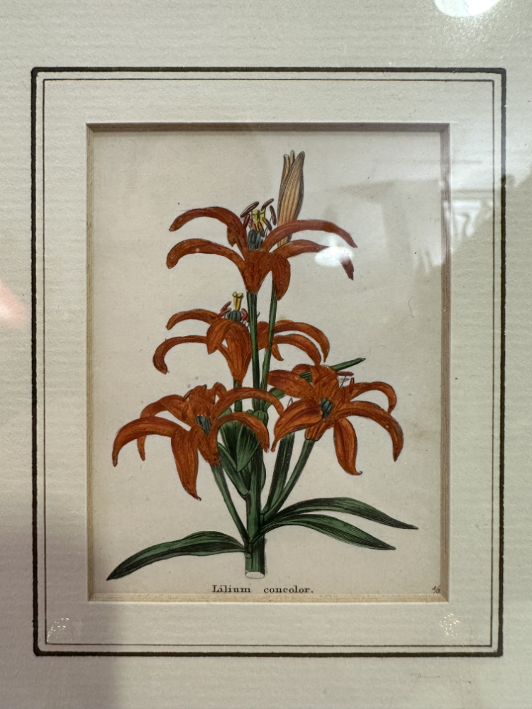 Antiker Stahlstich „Lilium concolor“ von B. Maund, London (1825) – Bild 3