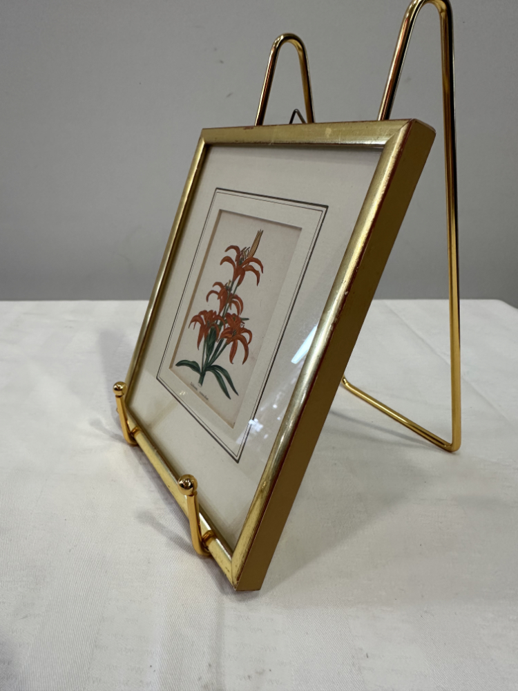 Antiker Stahlstich „Lilium concolor“ von B. Maund, London (1825) – Bild 5