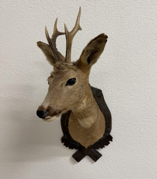 Vintage Rehbock Schulterpräparat mit geschnitztem Holzschild (20. Jahrhundert)