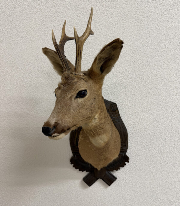 Vintage Rehbock Schulterpräparat mit geschnitztem Holzschild (20. Jahrhundert)