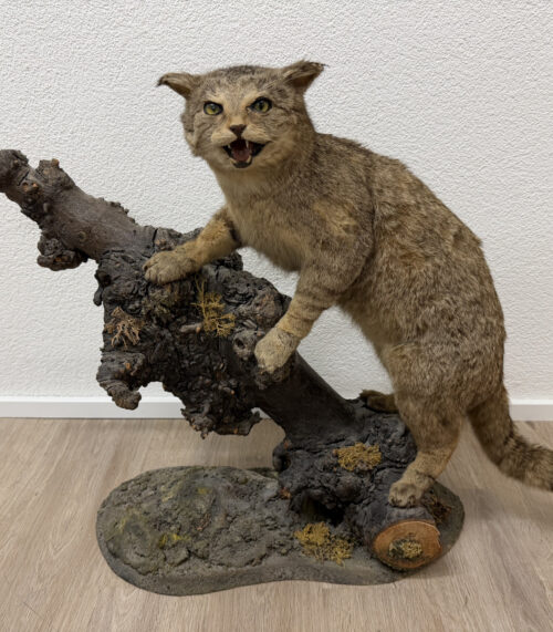 Vintage Tierpräparat Wildkatze auf Wurzelholz – Schweizer Präparation „St. Hubertus“ (ca. Mitte 20. Jahrhundert)