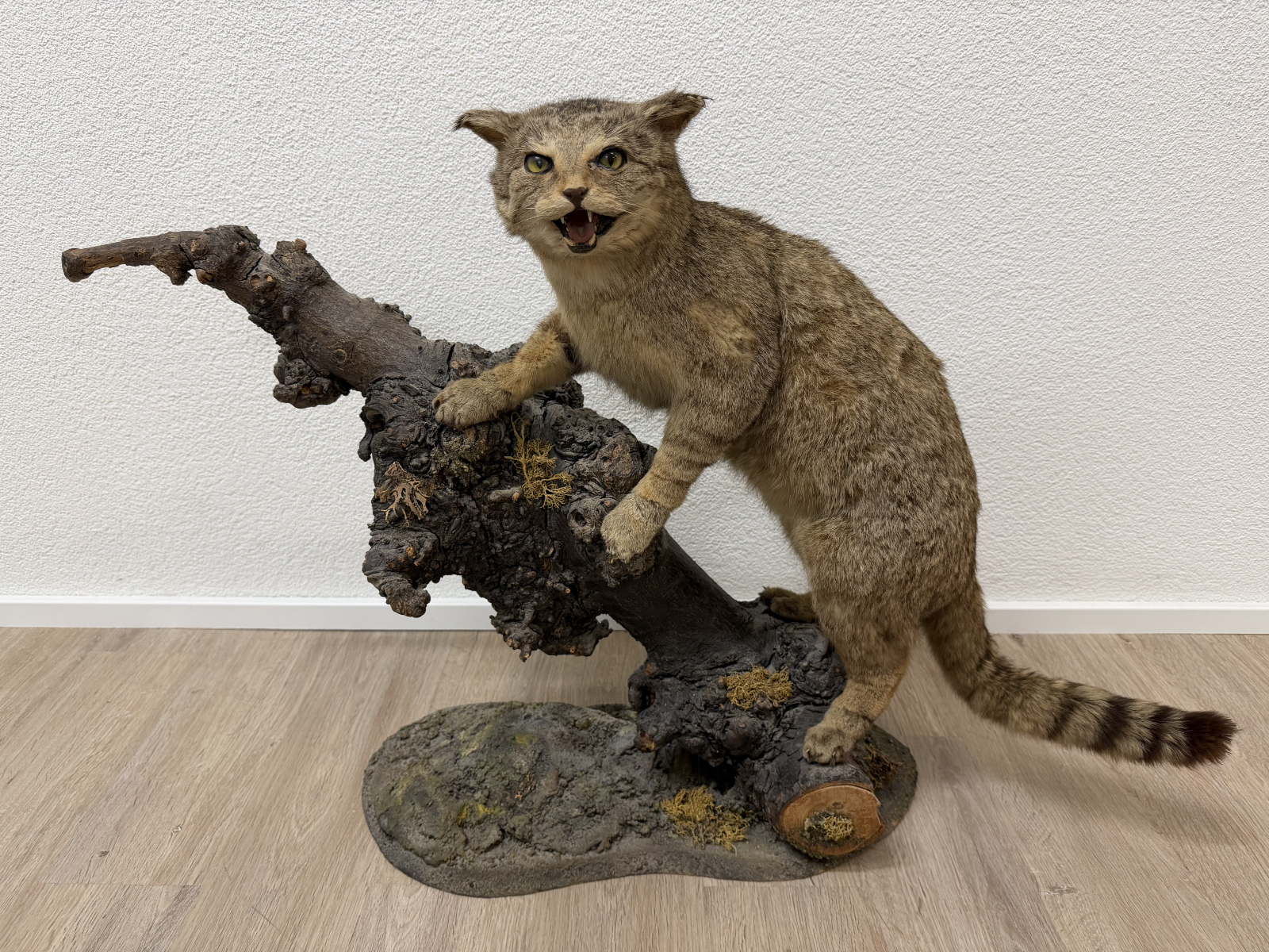 Vintage Tierpräparat Wildkatze auf Wurzelholz – Schweizer Präparation „St. Hubertus“ (ca. Mitte 20. Jahrhundert)