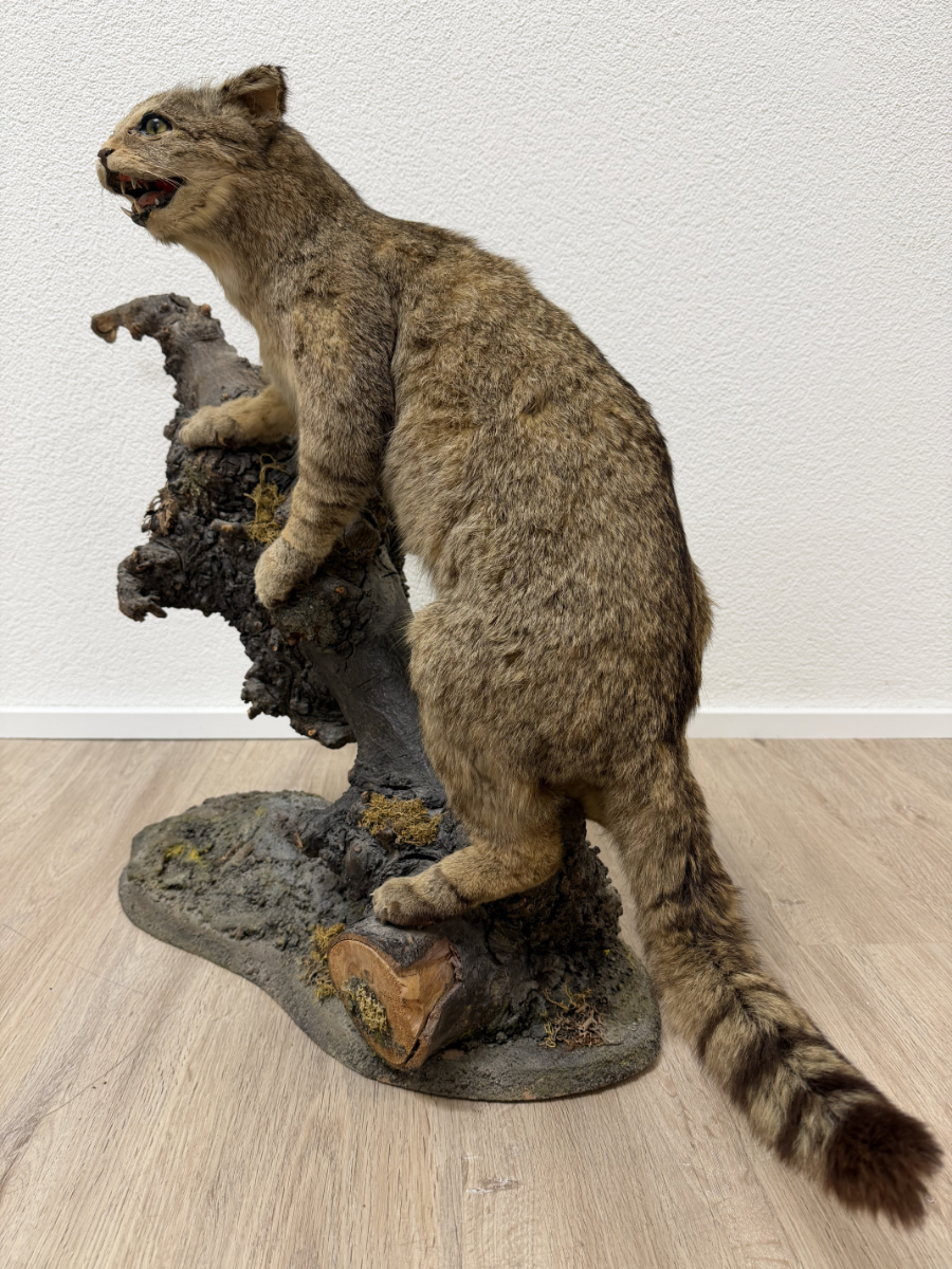 Vintage Tierpräparat Wildkatze auf Wurzelholz – Schweizer Präparation „St. Hubertus“ (ca. Mitte 20. Jahrhundert) – Bild 3