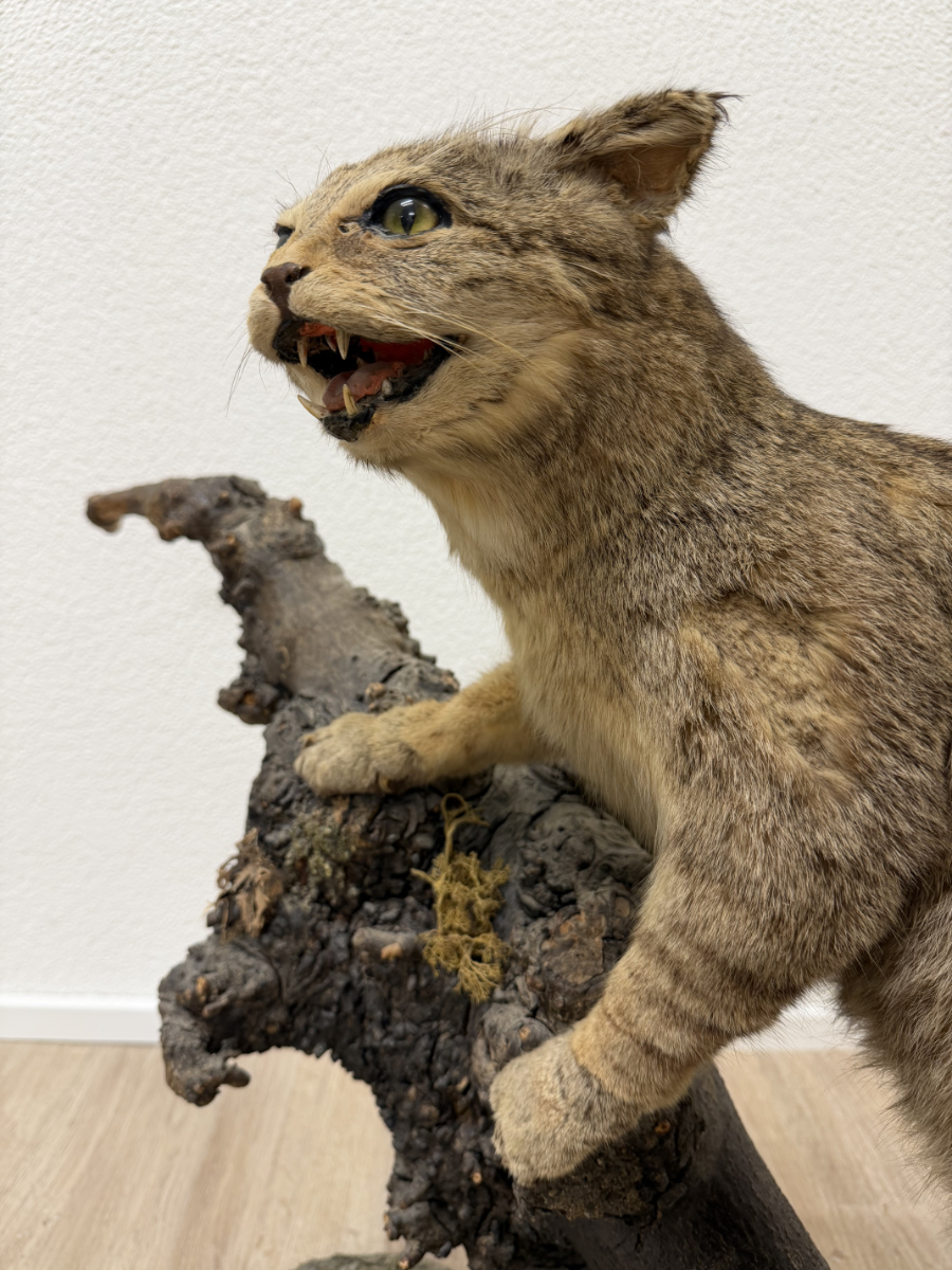 Vintage Tierpräparat Wildkatze auf Wurzelholz – Schweizer Präparation „St. Hubertus“ (ca. Mitte 20. Jahrhundert) – Bild 4