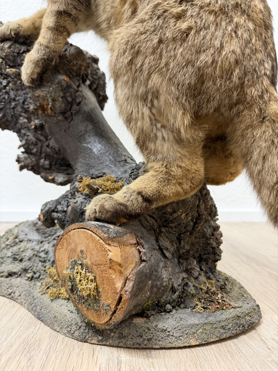 Vintage Tierpräparat Wildkatze auf Wurzelholz – Schweizer Präparation „St. Hubertus“ (ca. Mitte 20. Jahrhundert) – Bild 5