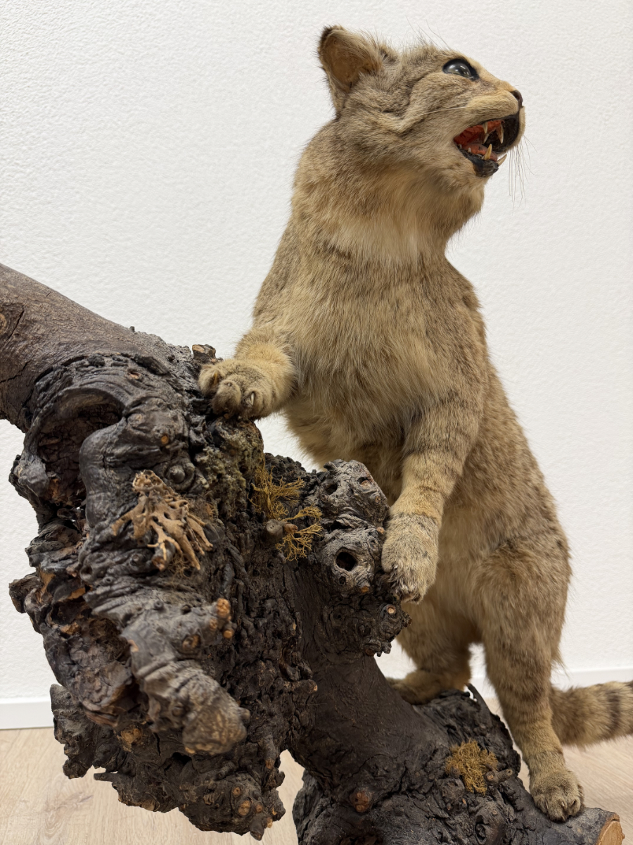 Vintage Tierpräparat Wildkatze auf Wurzelholz – Schweizer Präparation „St. Hubertus“ (ca. Mitte 20. Jahrhundert) – Bild 6