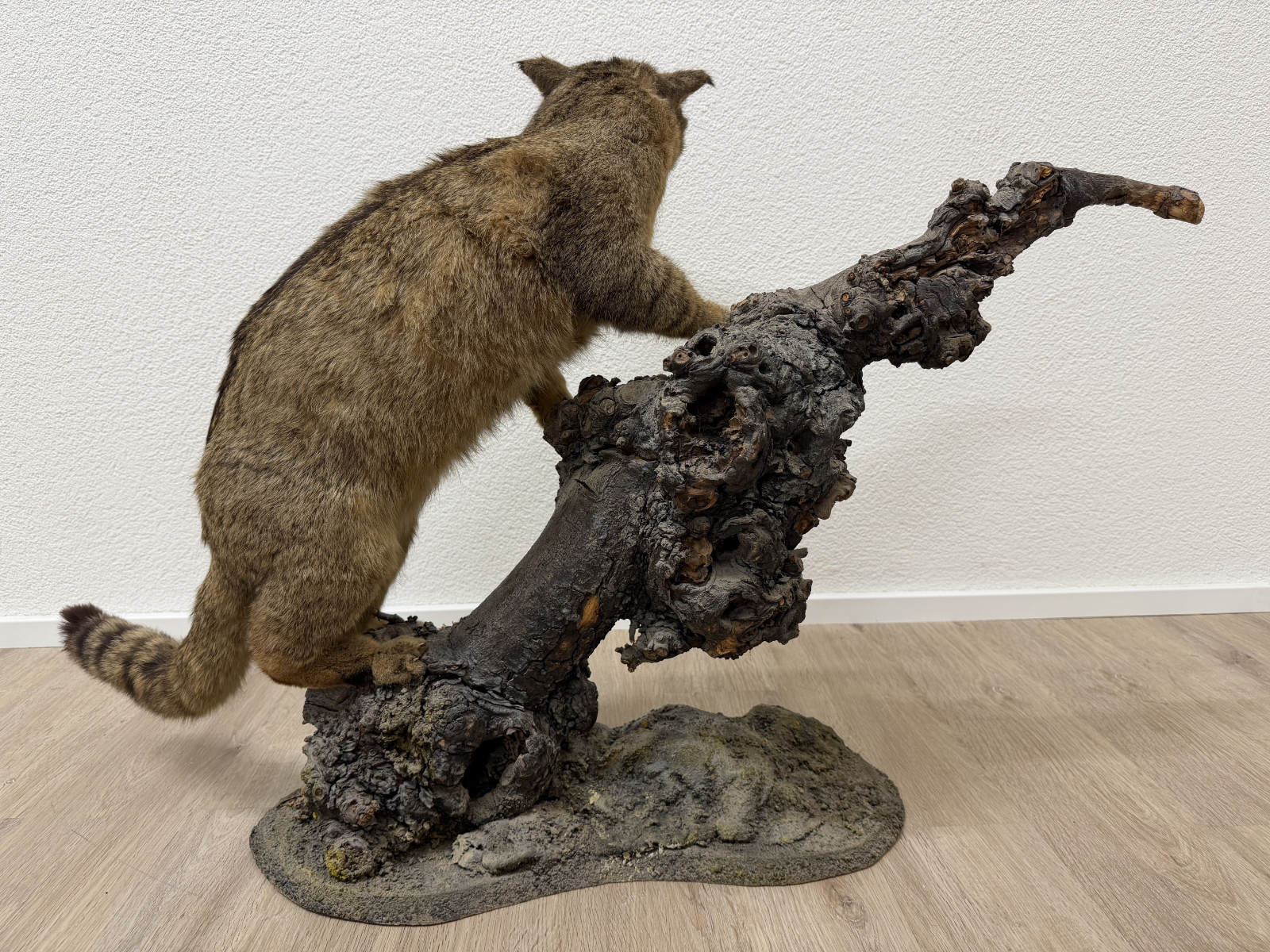 Vintage Tierpräparat Wildkatze auf Wurzelholz – Schweizer Präparation „St. Hubertus“ (ca. Mitte 20. Jahrhundert) – Bild 7