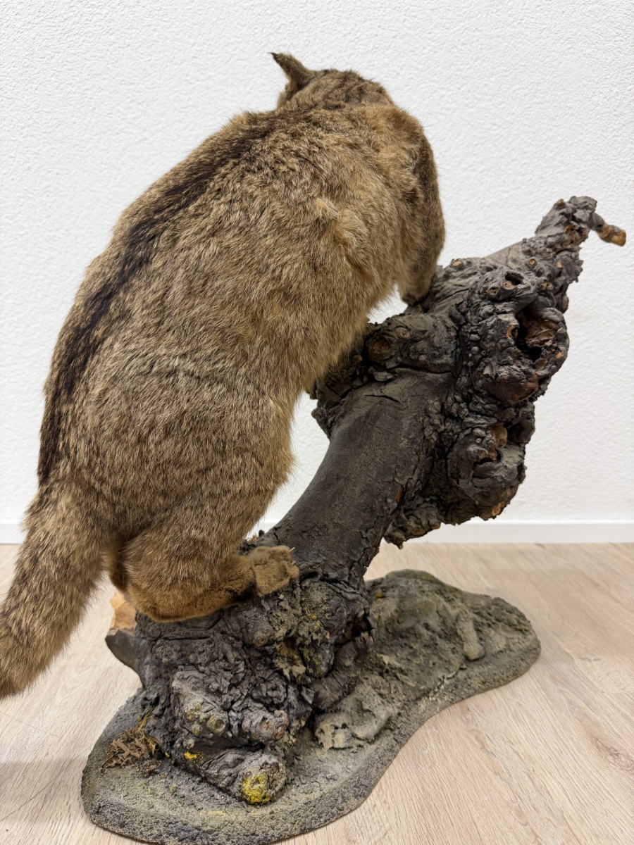 Vintage Tierpräparat Wildkatze auf Wurzelholz – Schweizer Präparation „St. Hubertus“ (ca. Mitte 20. Jahrhundert) – Bild 8