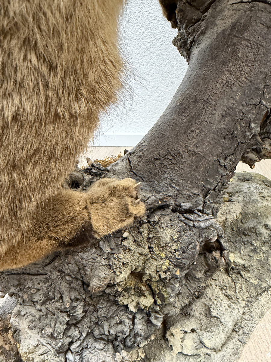 Vintage Tierpräparat Wildkatze auf Wurzelholz – Schweizer Präparation „St. Hubertus“ (ca. Mitte 20. Jahrhundert) – Bild 9