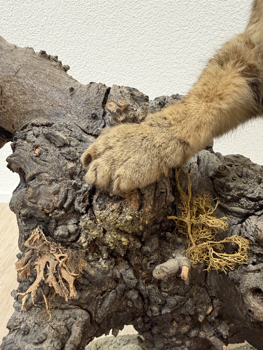 Vintage Tierpräparat Wildkatze auf Wurzelholz – Schweizer Präparation „St. Hubertus“ (ca. Mitte 20. Jahrhundert) – Bild 10