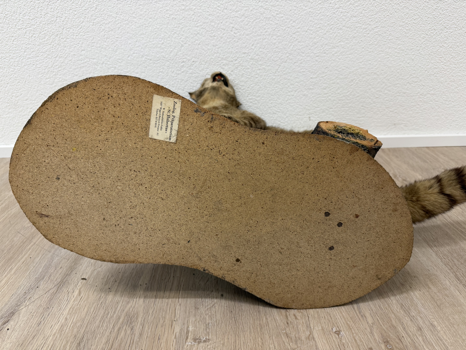 Vintage Tierpräparat Wildkatze auf Wurzelholz – Schweizer Präparation „St. Hubertus“ (ca. Mitte 20. Jahrhundert) – Bild 11