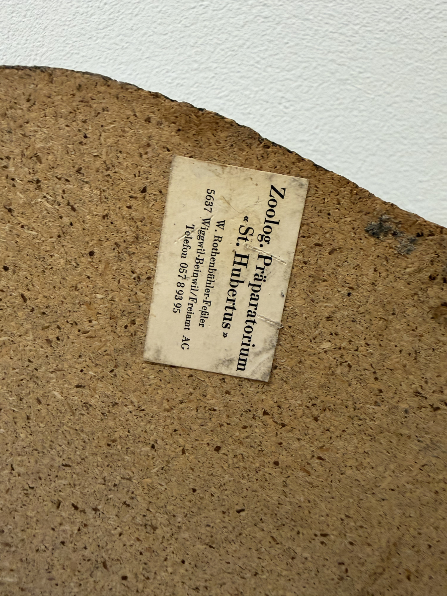 Vintage Tierpräparat Wildkatze auf Wurzelholz – Schweizer Präparation „St. Hubertus“ (ca. Mitte 20. Jahrhundert) – Bild 12
