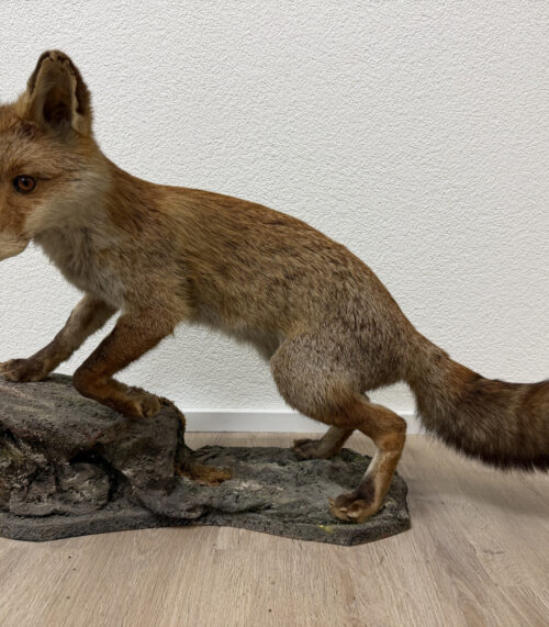 Vintage Tierpräparat Rotfuchs auf Fels-Sockel (ca. Mitte 20. Jahrhundert)