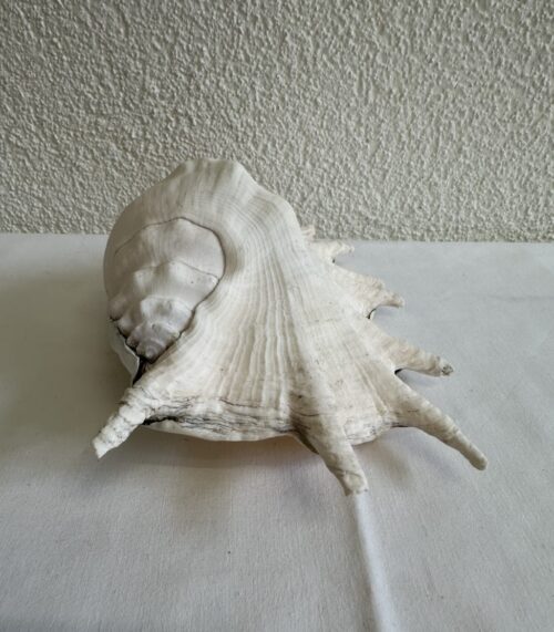 Grosse naturbelassene Dekomuschel in Weiss mit Rosa-Beige Tönen