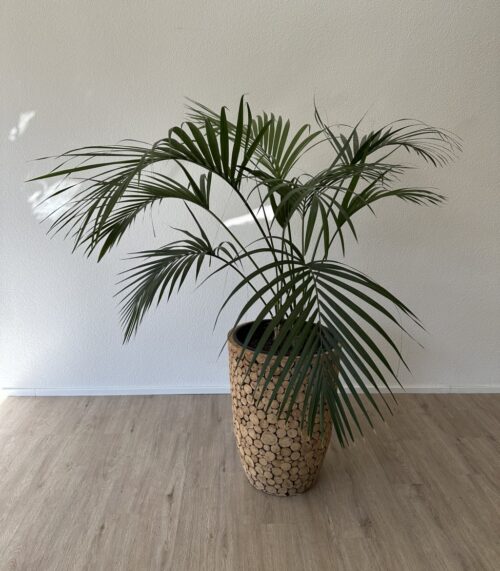 Rustikaler Übertopf aus Holzscheiben mit Palme