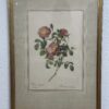Vintage Rosenbild P. J. Redouté im goldfarbenen Rahmen