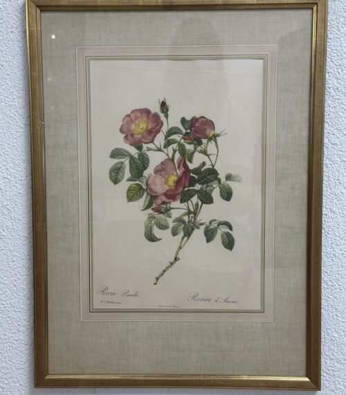 Vintage Rosenbild P. J. Redouté im goldfarbenen Rahmen