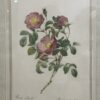 Vintage Rosenbild P. J. Redouté im goldfarbenen Rahmen