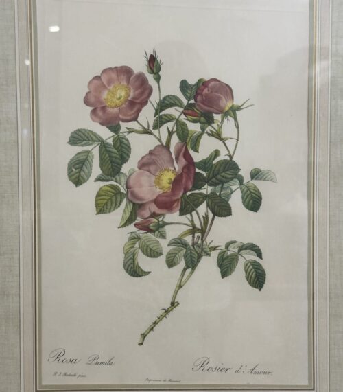 Vintage Rosenbild P. J. Redouté im goldfarbenen Rahmen