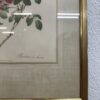Vintage Rosenbild P. J. Redouté im goldfarbenen Rahmen